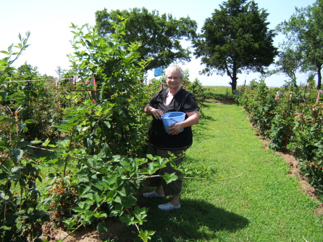 Lucille picking in June 2008